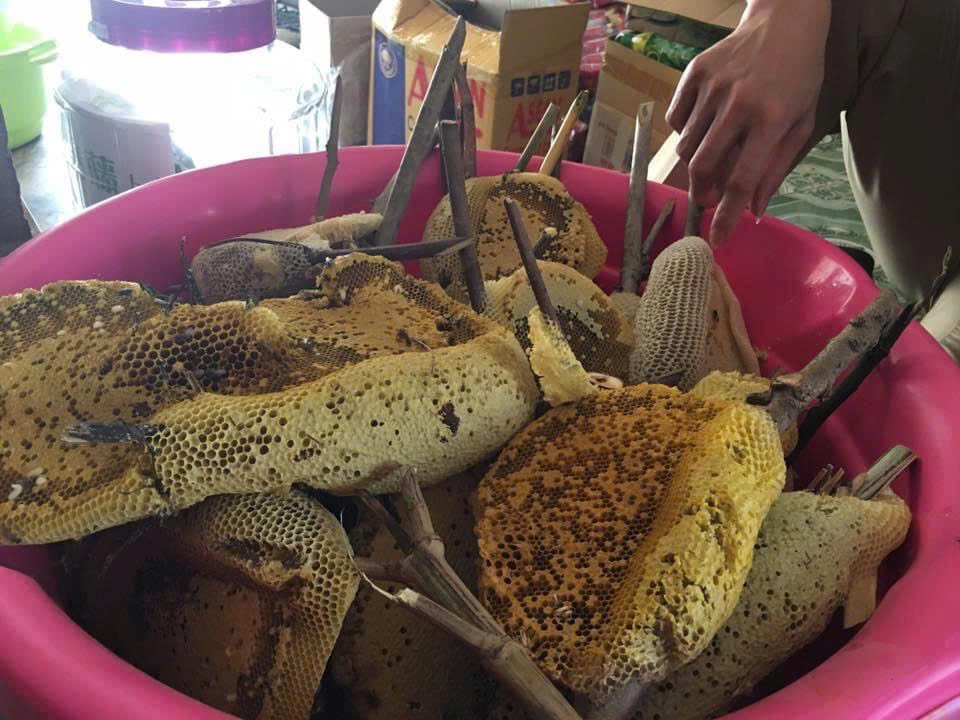 Mùa thu hoạch mật ong rừng